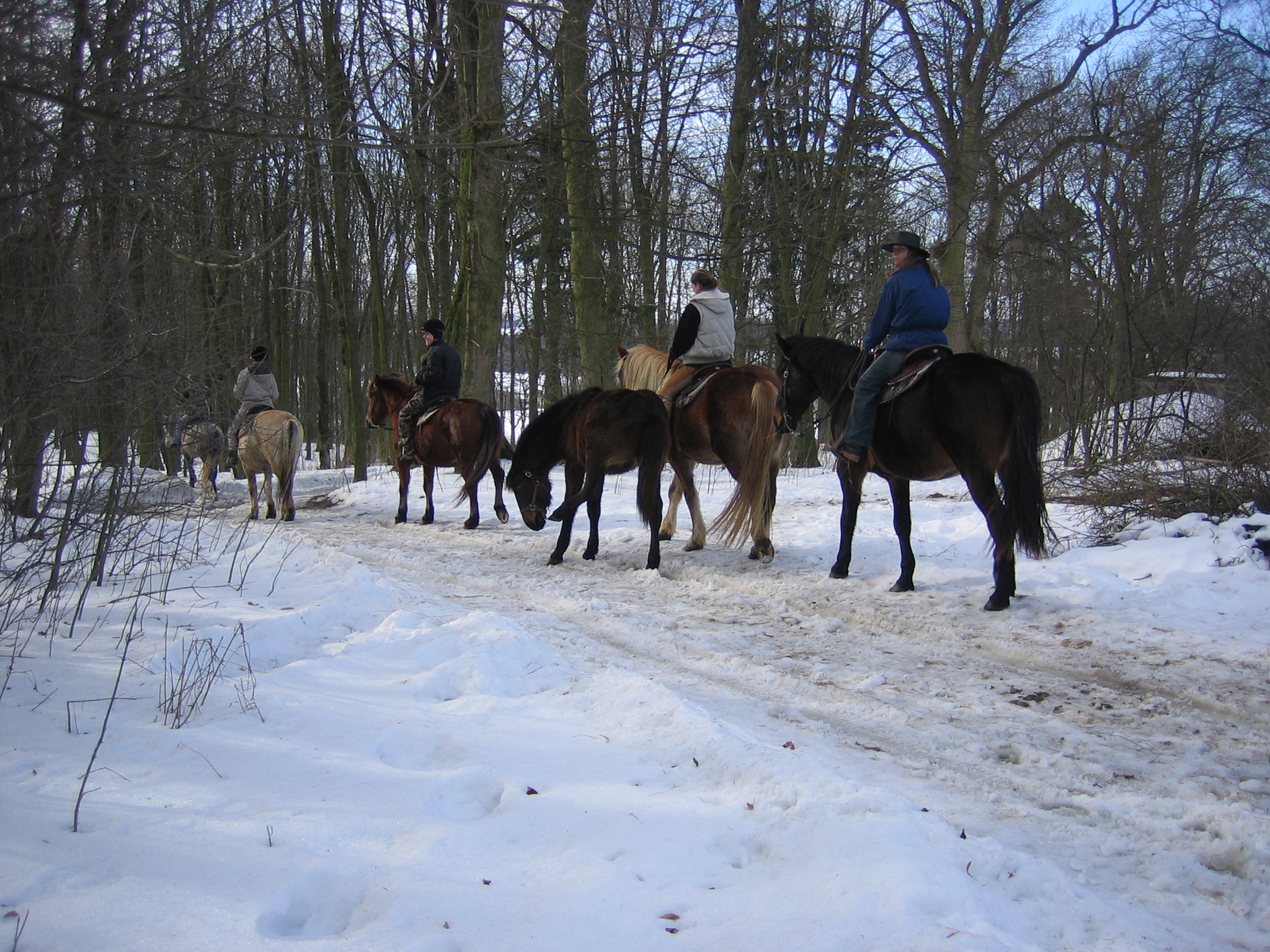 ježdění na koních 27.2.2010 015